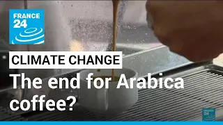 Could climate change spell the end for Arabica coffee? • FRANCE 24 English