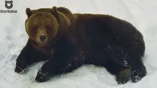 Копайте снег под ним весна🌱🌿 Я проверил🐻