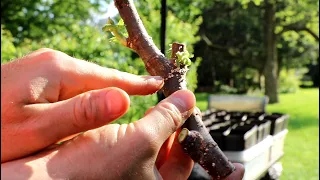 Pre-Rooting Fig Tree Cuttings | Pleased w/ the Results