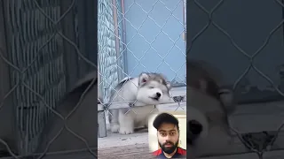 Cute Alaskan malamute baby dogs running ❤️