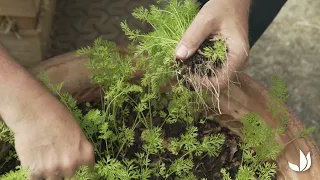 Les carottes : éclaircir et repiquer les semis - Truffaut