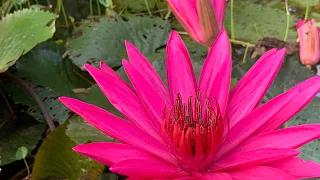 water lily flower.| #water lily flower #same flowers #viral #colourful #lotusflower #beautiful