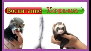 Хорек кусается!Что делать!?