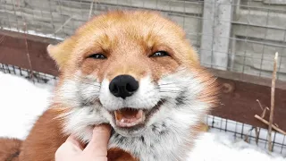 Meet the ururu foxes