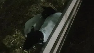 Вечерний обход овчарни.....котные овцы и ягнята🐑🐑🐑🐑🐑🐑🐑🐑🐑🐑🐑🐑🐑🐑