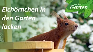 Eichhörnchen in den Garten locken: So funktioniert's | MDR