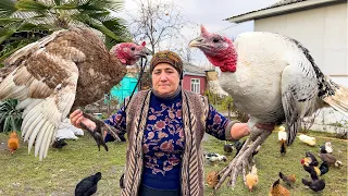 RURAL LIFE FAMILY! GRANDMA COOKING 2 HUGE TURKEY-HEN! COOKING DELICIOUS SWEETS | BLUEBERRY COMPOTE
