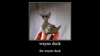 wayne duck