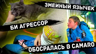 БИ агрессор, Змеиный язык от Максима, Обосралась в Camaro / Топ моменты #97