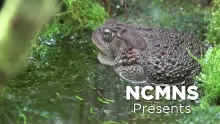 NCMNS Herpetology