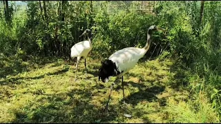 Японские журавли в Подмосковном Сафари-парке