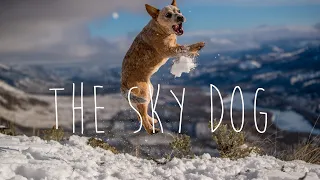 Aeris - The Sky Dog
