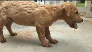 The little dog lives in an abandoned house, starving, hair loss, waiting for someone to rescue