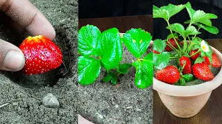 Surprised with how to grow strawberries from strawberry | Big, sweet and fruity