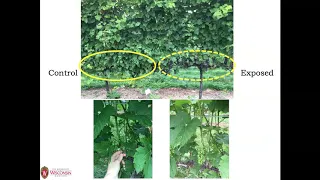 Impact of fruit zone sunlight exposure on fruit composition of cold climate hybrid grapes