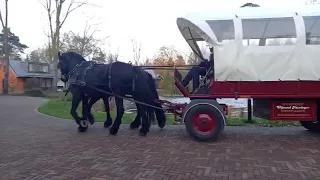 Huifkar met 2 Friese paarden, www.stalhouderijhazeleger.nl