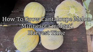 How To Grow Melons Harvest Time, Melon Minnesota Midget, Vegetable Gardening