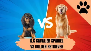 Cavalier King Charles Spaniel vs Golden Retriever. Which one makes the best pet?