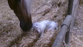 Fun horse смешные видео с лошадьми