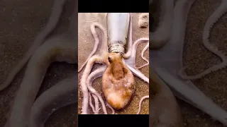 How does a octopus get into a bottle?