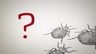 Where Do Bed Bugs Come From & How They Spread So Quickly (Dominion Pest Control)