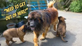 Leonberger Dad Doesn't Like His Puppies! - Funny Dog Videos!