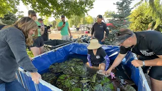 Last Day of the Pond Installation: Plants & Koi! 💦🌿🐟 // Garden Answer