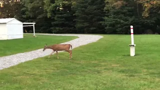 Deer at Pulpit Rock