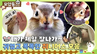 [#모았동물농장] 세상에서 제일 똑똑한 쥐니어스들🐭🐿 너무 작고 최고 소중해~🥰 #TV동물농장 #AnimalFarm #SBSstory