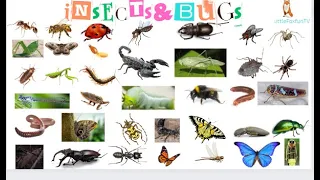 Insects & Bugs Name | Top 40 Insects & Bugs Name You Need to Know | English | Kids Video