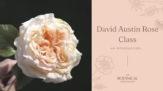 An introduction to the David Austin Rose Class (A sugar flower / gumpaste flower tutorial)