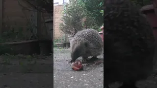 🦔 Guess who's back eating the snails in my garden! 🐌 #plantsngardens 🌱 #hedgehog #britishwildlife