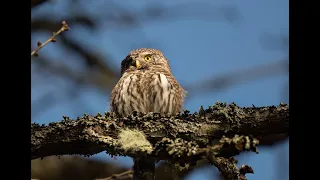 The Pygmy Owl   lortopalt 185. Sparvuggla