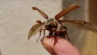 Maybug - Common Cockchafer - Chrabąszcz majowy