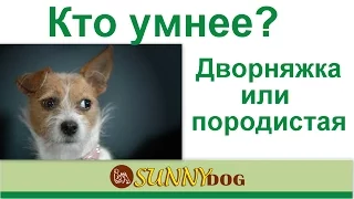 кто умнее: дворняжка или породистая собака? Кого выбрать по уму? какая разница?