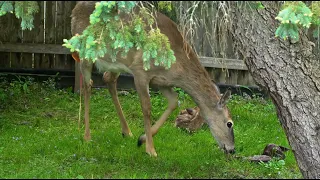 Whitetail Deer - Given Birth for 3 Babies