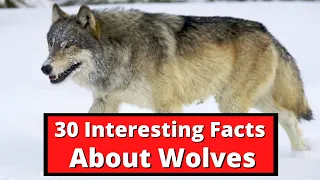 30 Interesting Facts About Wolves | Global Facts