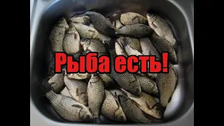 Дачный пруд! Рыба есть! Всё не так уж и плохо! Ловим рыбу! Карп, амур, карась! Очень много карася!