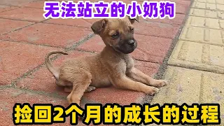 无法站立的小奶狗，捡回2个月的成长的过程