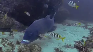 What is this Blue Grouper doing? diving Sydney Bluefish Point best dive site