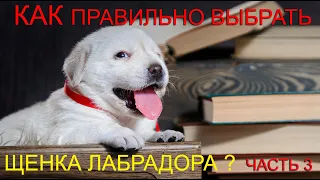 🐾🐕📝 Как правильно выбрать щенка лабрадора? ЧАСТЬ 3