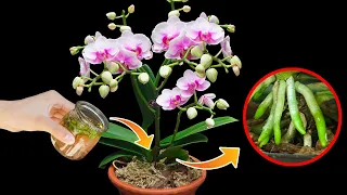 Do this with your orchid, it will bloom brilliantly, the roots will be healthy