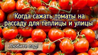 Когда нужно сажать томаты для теплицы и открытого грунта? какие сорта выбрать?