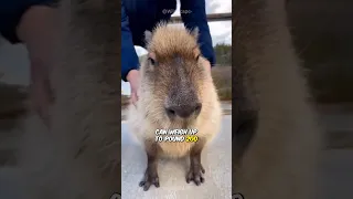 Capybara - The Calmest Animal On Earth #shorts #capybara #animals #animalfacts #cuteanimals