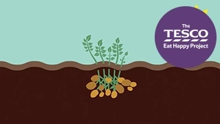 Earthy Potatoes: how do potatoes grow?