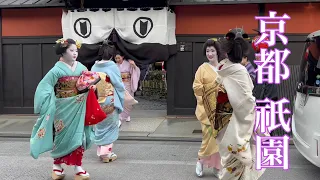 【4K】京都祇園 花見小路を往く舞妓さんたち Maiko and Geisha in Gion 2023年3月