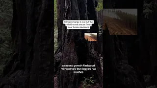 How The Tallest Trees In The World Survive Wildfires- Old Growth Redwoods