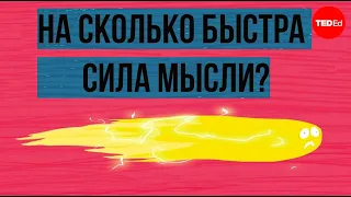 На сколько быстра сила мысли? / Ted Ed на русском