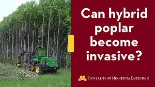 Are Hybrid Poplar Invasive?