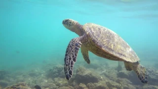 Hawaiian Honu - Sea Turtles of Oahu Hawaii